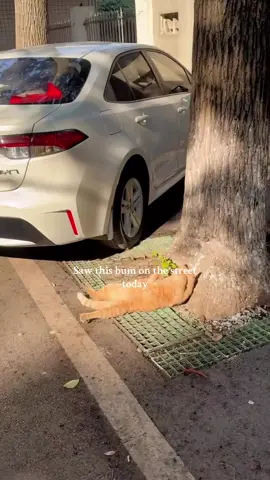 🙀🙀🙀 pls donate catnip  #teamwork #cat #catsoftiktok #cats 