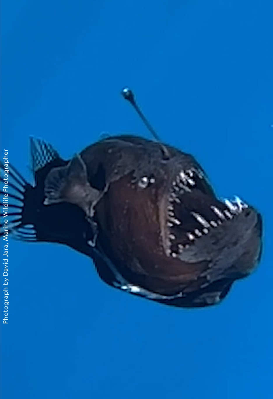 Researchers in the Canary Islands recently saw something truly shocking—a black seadevil anglerfish slowly moving to the ocean’s surface. Head to the 🔗 in bio to find out why scientists think it came so close to the surface.  Video by: David Jara
