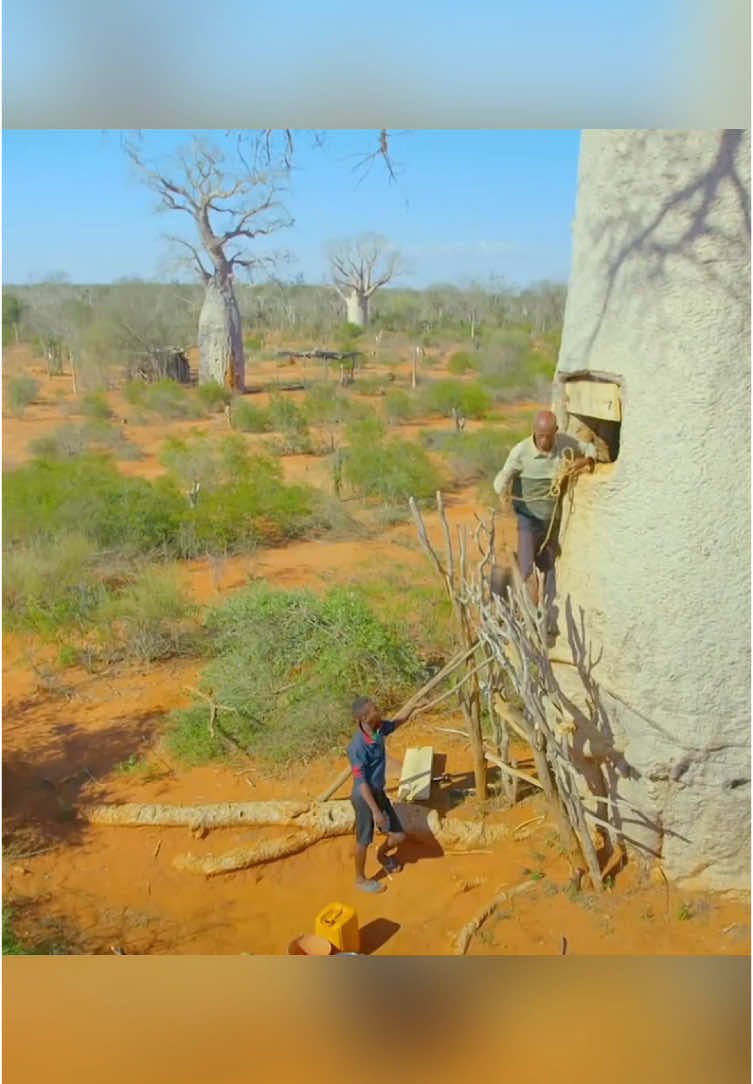 Le baobab, l'arbre de vie africain qui assure la survie #baobab #arbredevie #eauafricaine #survieafricaine #ressourcesrenouvelables