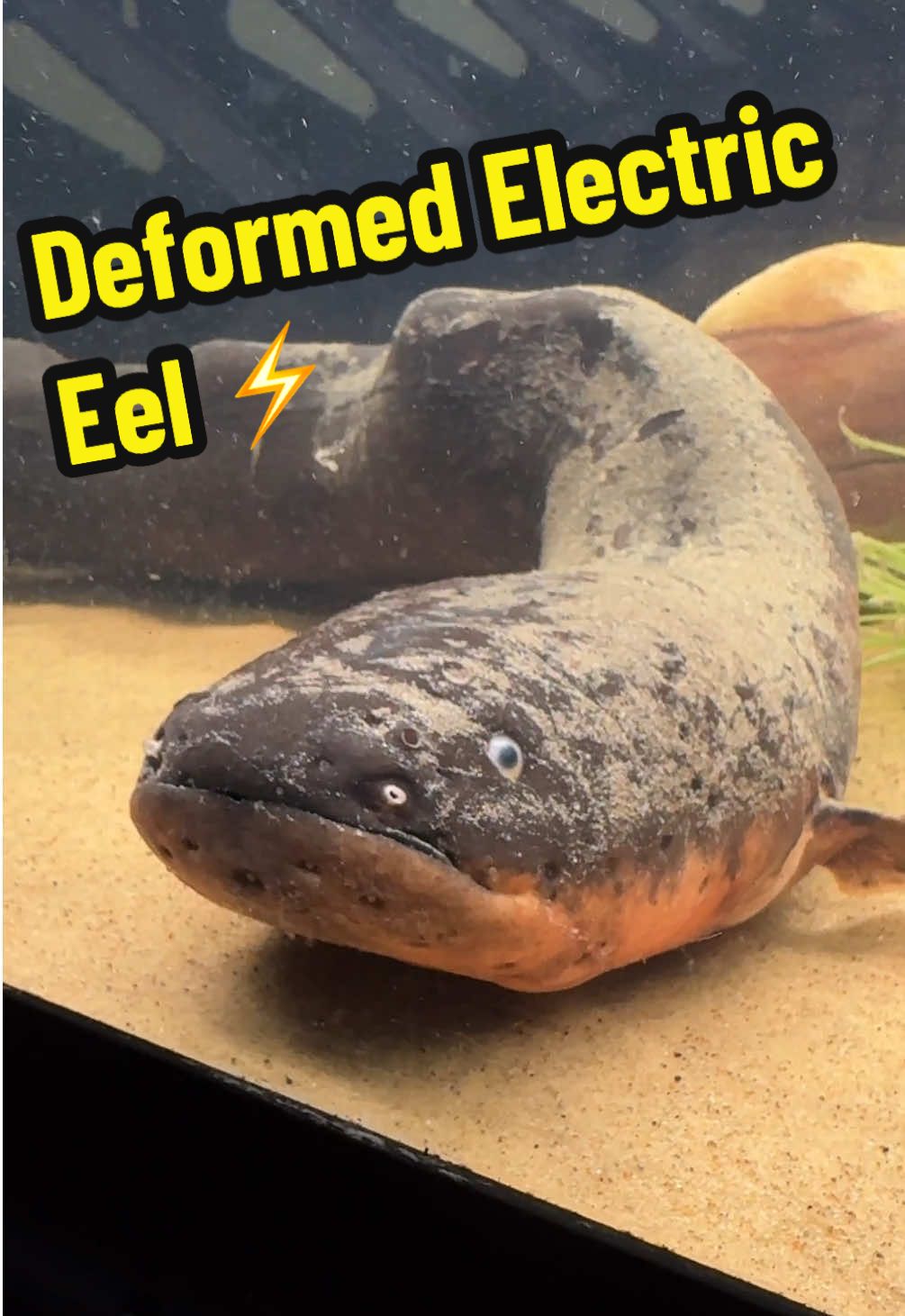 NEW Deformed Electric Eel‼️ #electirceel #electriceel #electriccatfish #aquaterra #aqayterraexoticpets #reptiles #fishtank #monsterfishkeeper 