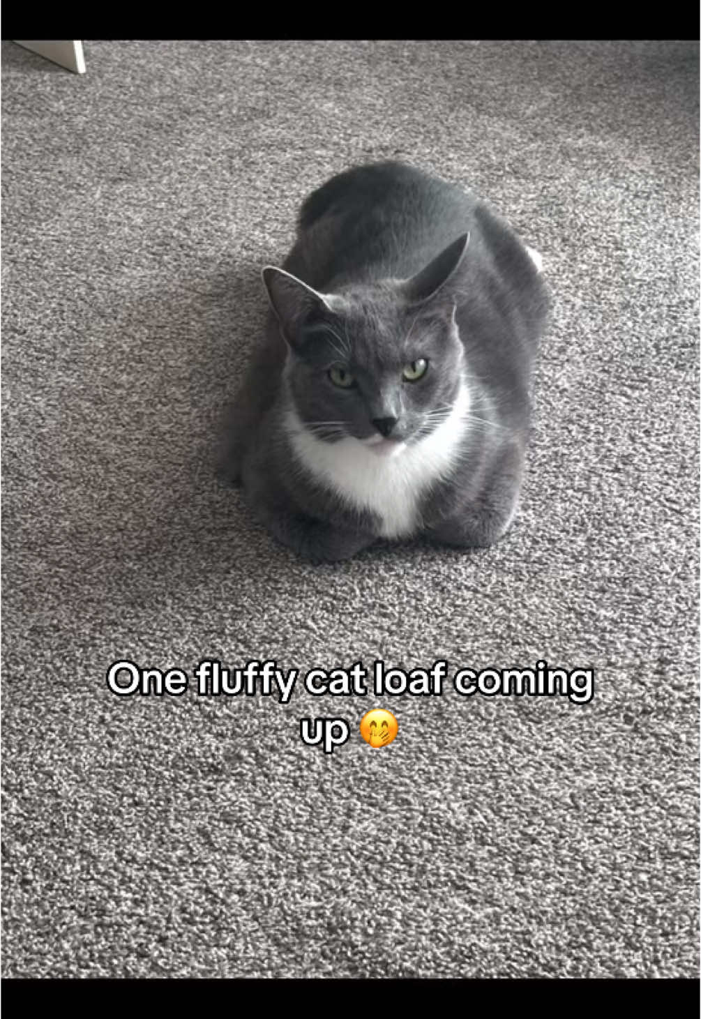 She looks so unamused, but this is too funny 🤭 #catsoftiktok #catmom #catmomlife #PetsOfTikTok #fyp #foryoupage #pets  
