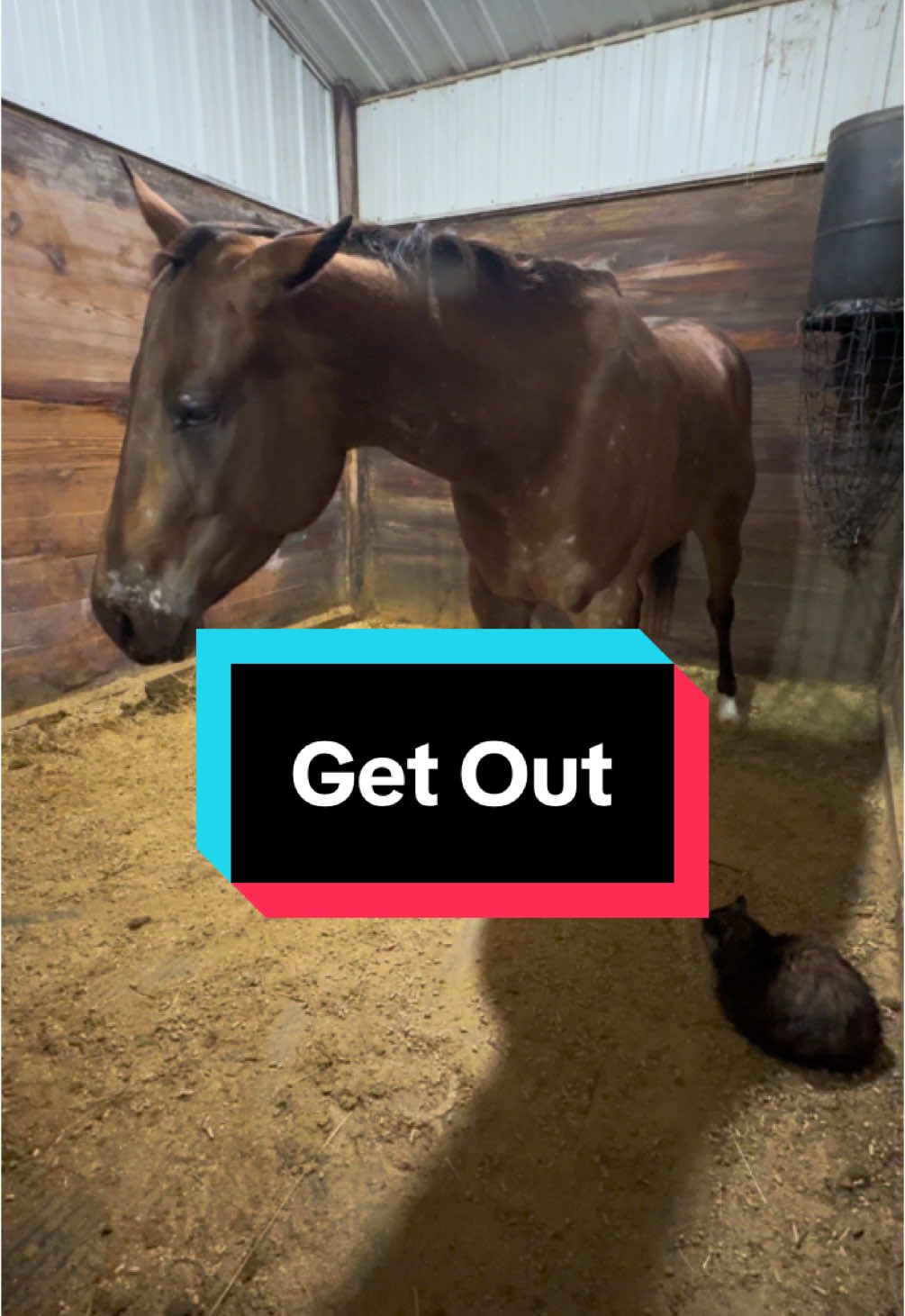 Get out of my room  #horse #horsesoftiktok #funnyhorse #cat #horses 