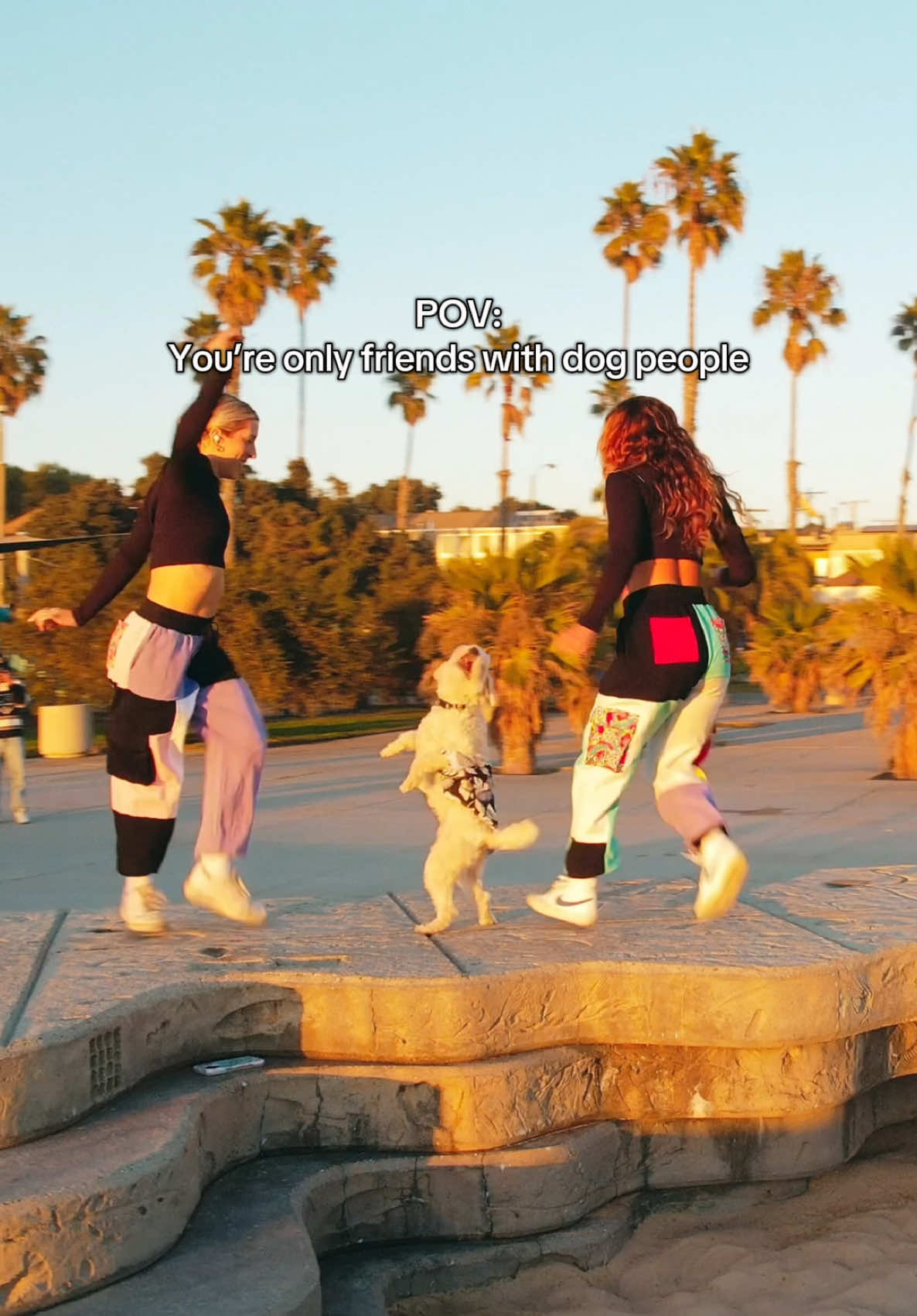 If you don’t love dogs, we can’t be friends. 🤷🏽‍♀️🐶🫶🏼 agree or disagree? 💃🏽: @Brea (like the 🧀)  🎥: @DJI Official  drone  #dogtok #dogsofttiktok #dancingdog #shuffledance #shufflechallenge 