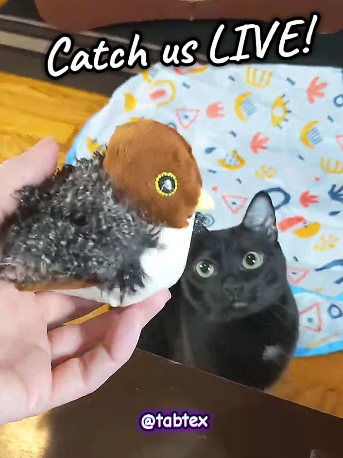 #LIVEhighlights #TikTokLIVE #LIVE #tabtex #giftguide #ttsdelightnow #jmkdp #cattoy #catfun #cutecat #beautifulcat #blackcat #catmom #preydrive #catlover #bird #sparrow #viralproduct #catproducts 