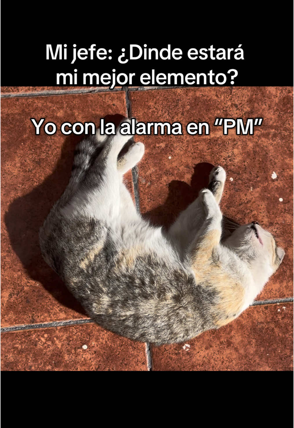 5 minutos más!! #fyp #humor #viral_video #trabajo #gatos #destacados #paratiiiiiiiiiiiiiiiiiiiiiiiiiiiiiii @TikTok 