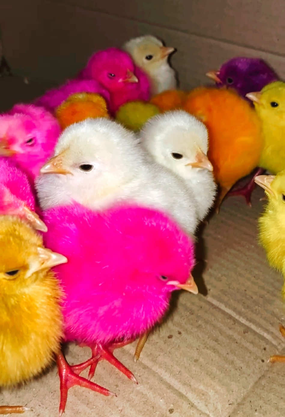 Multicolored tweeties 🐥 . . . . #kids #kidsoftiktok #baby #babylove #babytiktok #tiktok #tiktokindia #tiktokviral #trend #chicks #tweety #chuza 