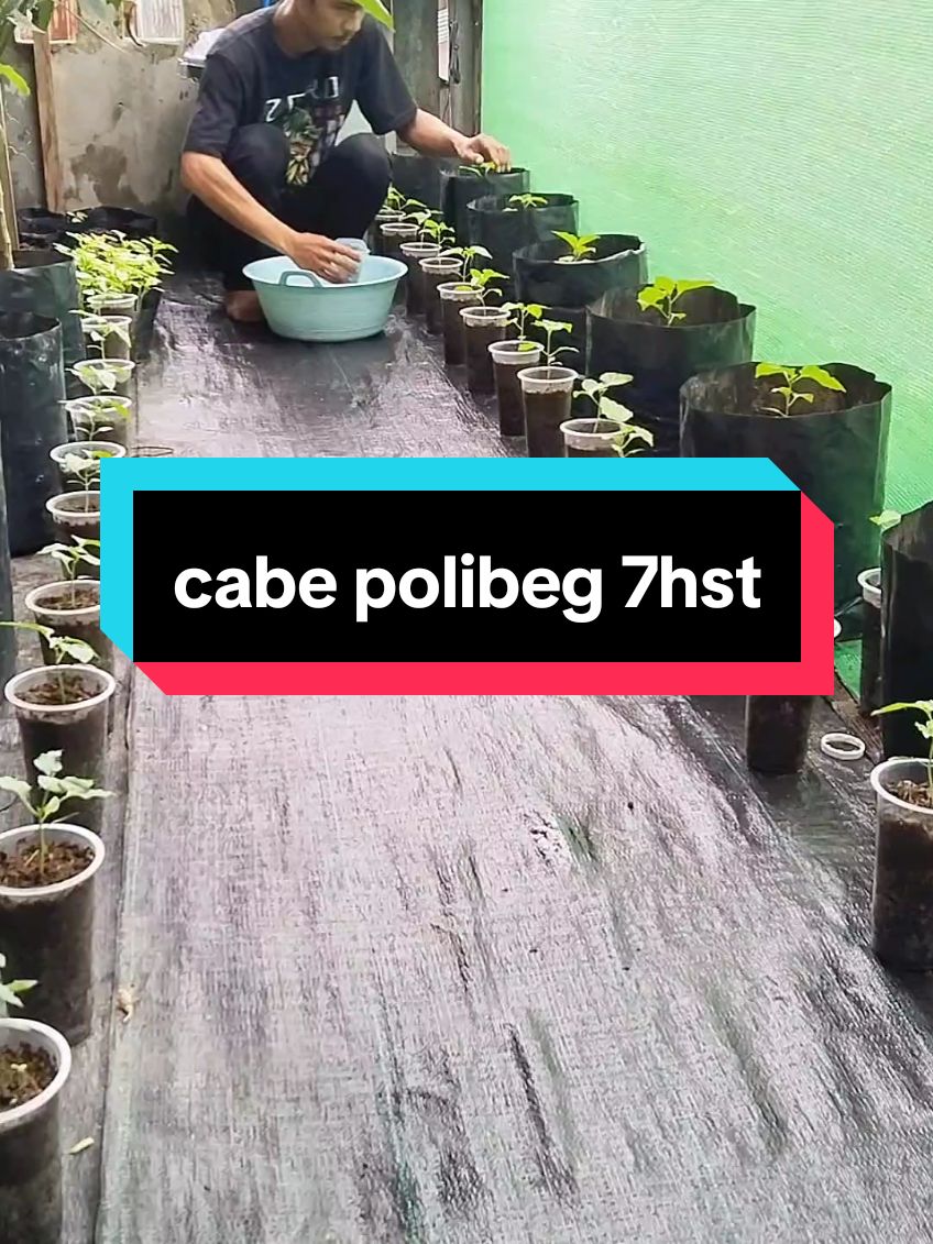 pemupukan pertama cabe di polibeg umur 7hst #berkebun #kebunmini #cabe 