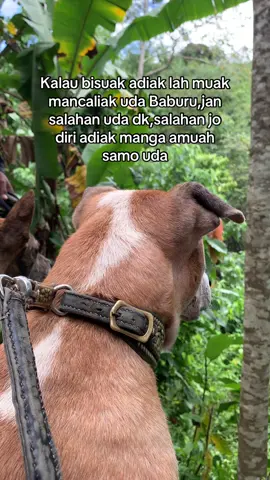 #fyp #porbi_sumbar #porbimarenten #masukberanda #porbimarentensumbar #minangsad #sadvibes #laguminang #bujanggadihparenten #minangpride #sadstory #sumbartiktok #baburubabi 