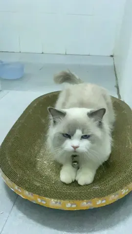 🐱#ฟีดดดシ 