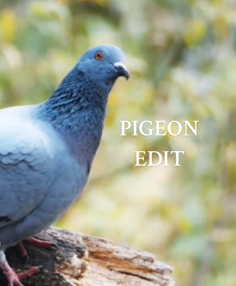 Oh em gee it’s a pigeon edit!! (I will do a separate dove one if I feel like it). Been busy with college so I didn’t do the past two days but I shall do more edits. Idrc if the trend is dying I’m gonna do at least a few more cause I think this is fun. #birdedit #bird #edit #capcut #victoriacrownedpigeon #pinkneckedgreenpigeon #domesticatedpigeon #rockpigeon #luzonbleedingheart #piedimperialpigeon #woodpigeon #pigeon #pigeonedit