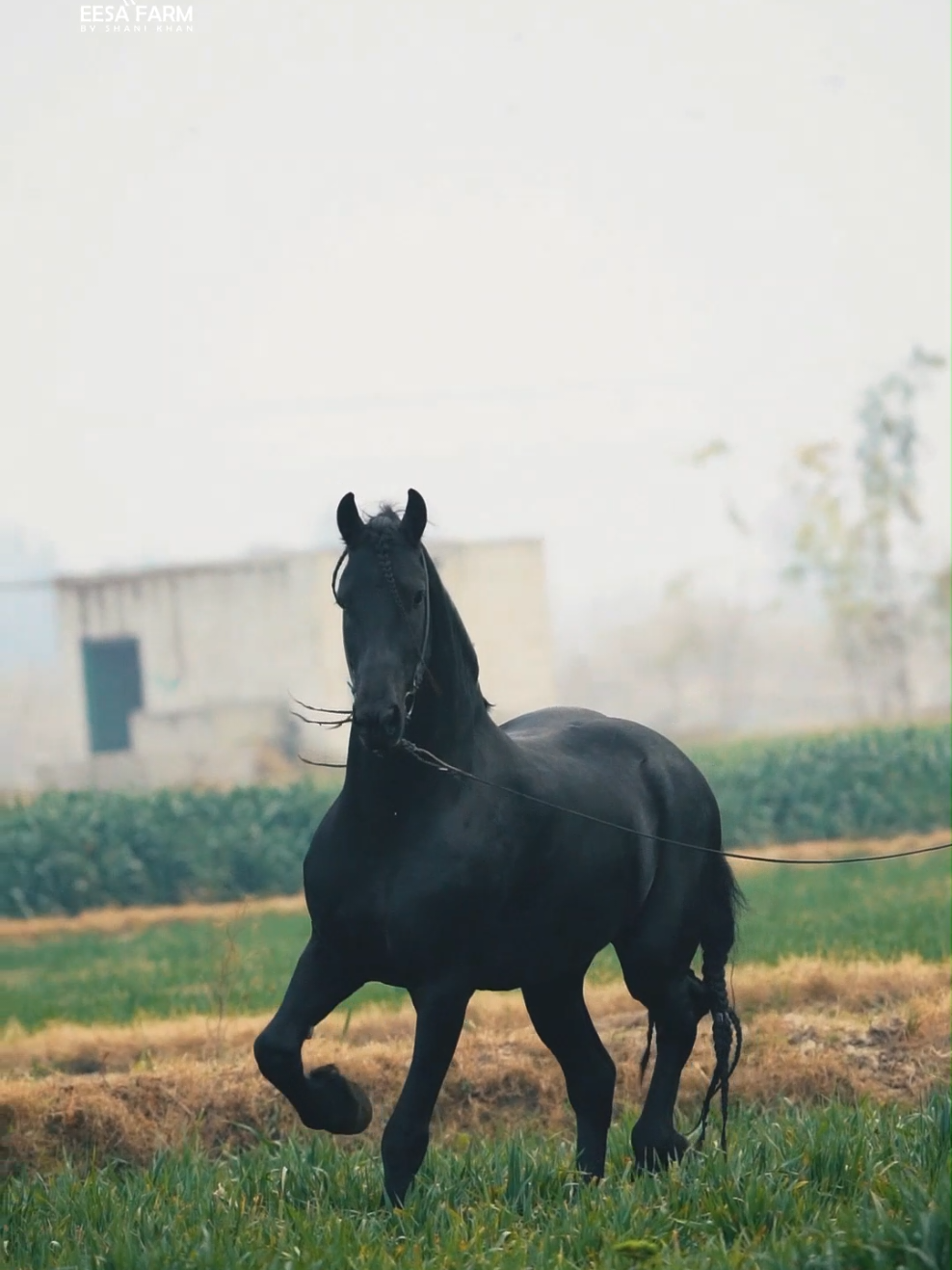 Black Pearl 🐴🐎🖤 #fypシ #blackhorse #friesianhorse #black #diamond #beast #importedhorse #blackbeauty #agressive #trending #horsesoftiktok #madrota #greenfield #aura 