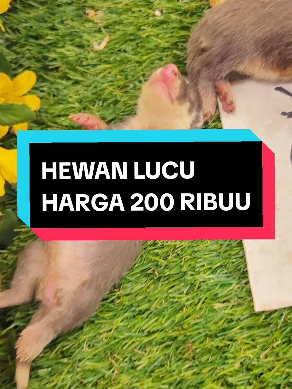 Membalas @awanzmreal bang no hoax #mamalia #murahbanget #murah #fyp #fypシ゚viral #fypage  #musang #musangking #musangloversindonesia #civet #opet #upinipin #lucu #menggemaskan #lucu_ngakak #otter #hewanbuas #tiktok #tiktokviral #sigung🦨 