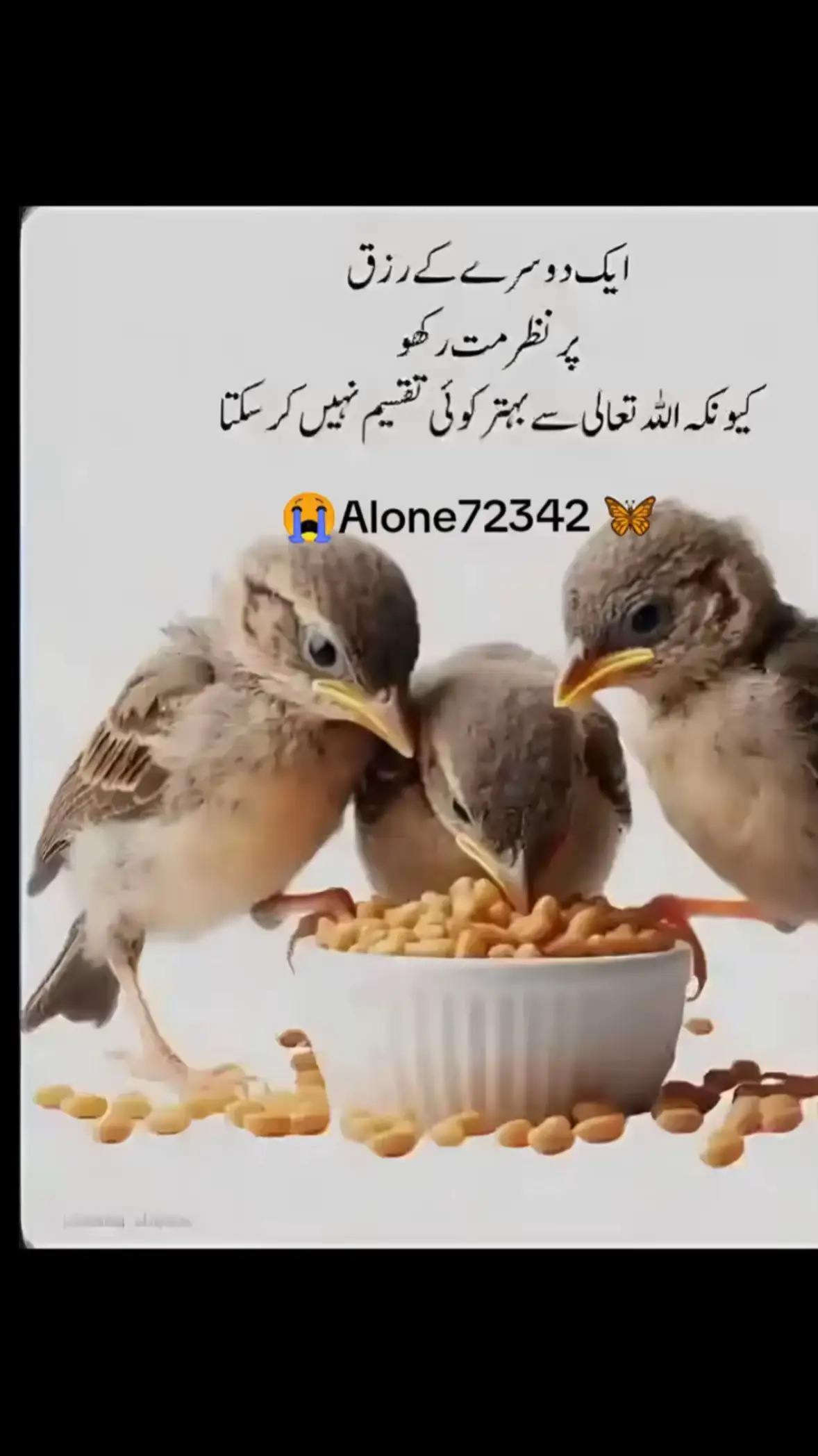 @꧁🅼🆄🆁🆂🅷🅸🅳꧂, 🎲 @آصف بٹ @مبین بٹ پنجگراں 🚩 @*مرزا کاشی* کلر سیداں آلہ*✌️ @Dani Dani @lfat butt.  Adyala @Faizan Faize @نوابی،چوہان 