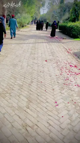#viralthisvideo#degreecollege alipur#@علی پور دی ہاں🧡 