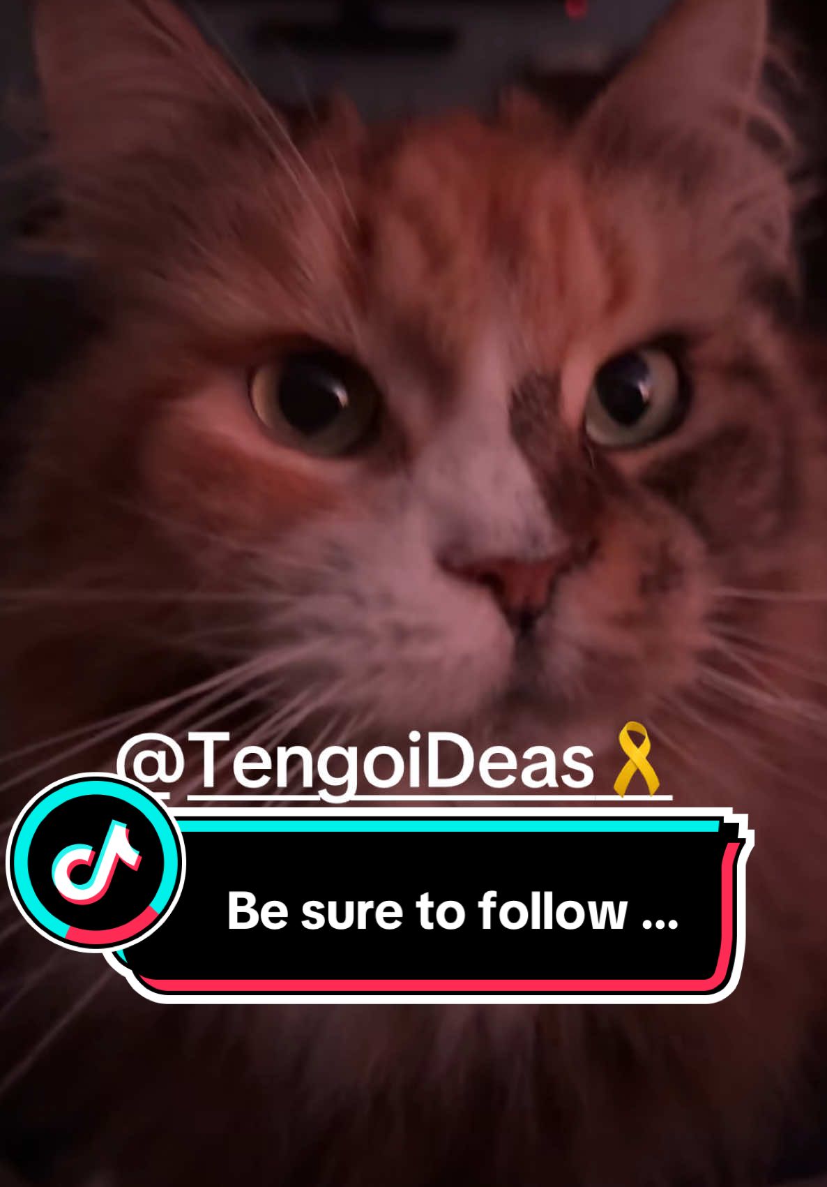 Please be sure to follow @Tengo iDeas 🎗️ AND @tengorecibos So that you can ALWAYS find me!! Thank you fam!! ♥️#fyp #family #israel #bringthemhome #peace #cat #mainecoon 