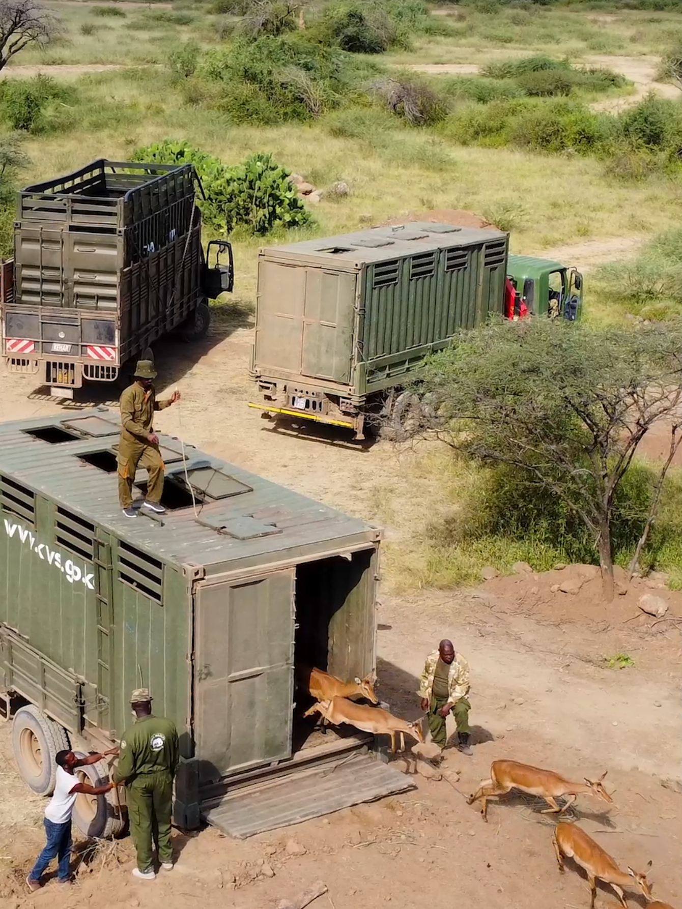 From Naivasha's Soisambu, they sprang forth, a ripple of antelope released into Ruko's embrace.  The drone's eye witnessed their joyous sprint, a ballet of hooves on the conservancy's stage, as they penned a new chapter in their wild story. #wildlife #conservation #wildanimalsoftiktok #viral_video #fyp #foryoupage #magicalkenya #natgeo #discoverafrica #wildlifeconservation #kenyasafariexperience #tembeakenya #africa #homeofwildlife #wildtiktok #kenyantiktok #botswana🇧🇼tiktok #tanzaniatiktok #southafricatiktok #wildlifelover #nairobitiktokers #baringo #kenya #motherafrica #travel 