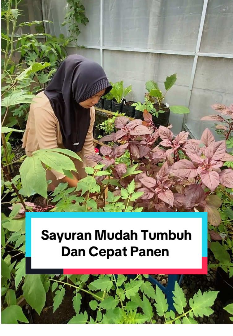 menanam sayuran hidroponik untuk pemula yang mudah tumbuh dan cepat panen. #pakethidroponikpemula #hidroponikpemula #hidroponikrumahan #infarm #infarmid #berkebun @infarm id 