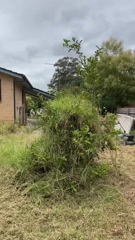 Hidden by 125 seconds of Kikuyu Growth. #Freemowfridays #lawns #cleanip #timthelawnmowerman