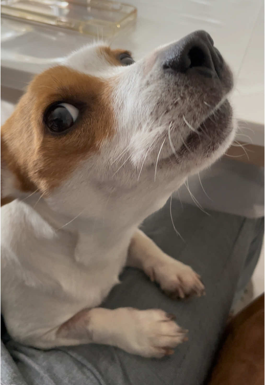 #dog #dogs #dogsoftiktok #cani #jackrussell #jackrussellterrier 