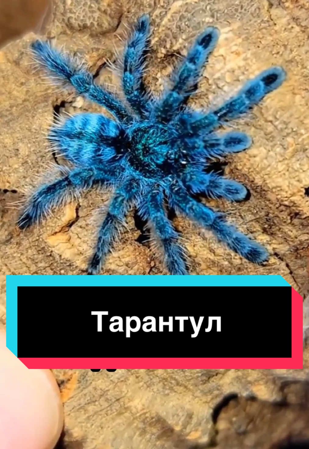 #tarantula #тарантула #пауки #spider #tarantulasoftiktok #animalsoftiktok #animal #дикиеживотные #интересныефакты #facts #насекомые 