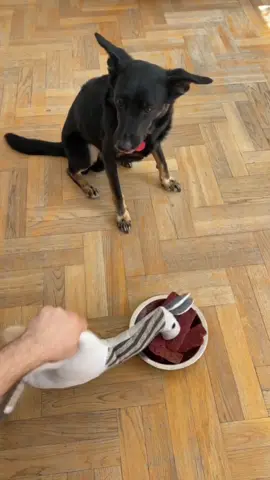 Very fun dog food challenge #dog #dogsoftiktok #tiktok #funnydog #usa🇺🇸 #funnyvideos 