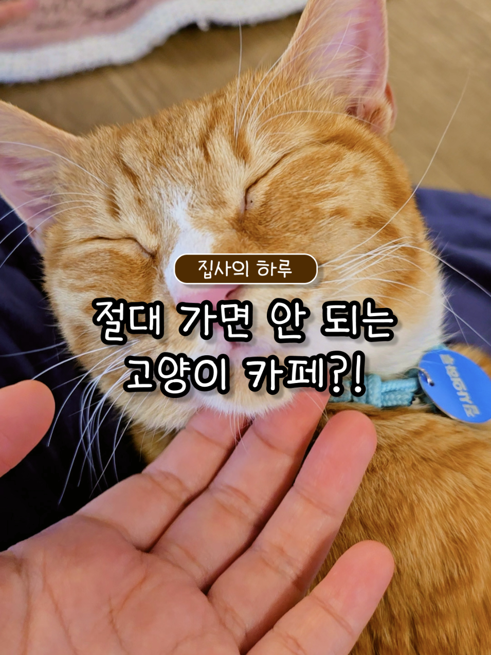 절대 가면 안되는 고양이 카페?!😼🚫 고양이 카페에 방문했다가 집에 영영 돌아오지  못할 뻔 했네요🐾 신발도 뺏기고 영원히 고양이의 침대가 될 뻔 했어요ㅋㅋ 유기묘를 돌봐주는  좋은 취지의 카페이고 넘 힐링되는 곳이라 추천드려요! 📍집사의 하루 홍대점 🎀서울 마포구 서교동 364-2 🎀입장료: 10,000원(음료 별도 주문) 🎀방문이 기부가 되는 카페 * 경고가 써있었던 고양이는.. 갑자기 스스로 제 무릎에 올라온 겁니다!! 혹시나해서 덧붙입니다!! ｡･:*:･ﾟ★,｡･:*:･ﾟ☆　　 ｡･:*:･ﾟ★,｡･:*:･ﾟ☆ @place_here_there를 팔로하면 지금 핫한 곳들 여기저기 알려드릴께요🎀 #고양이카페 #이색카페 #홍대데이트코스 #연남데이트코스 #홍대놀거리 #홍대데이트 #집사의하루