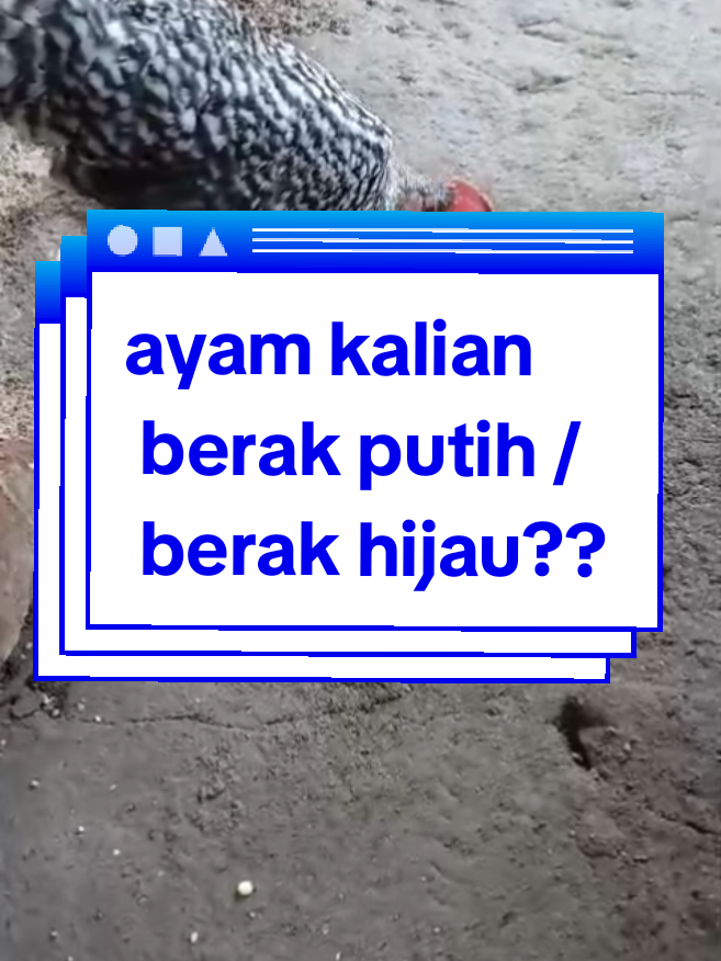 ayam kalian berak putih / berak hijau?? #daribahanalami #solusisehat #unggas #herbaracik 