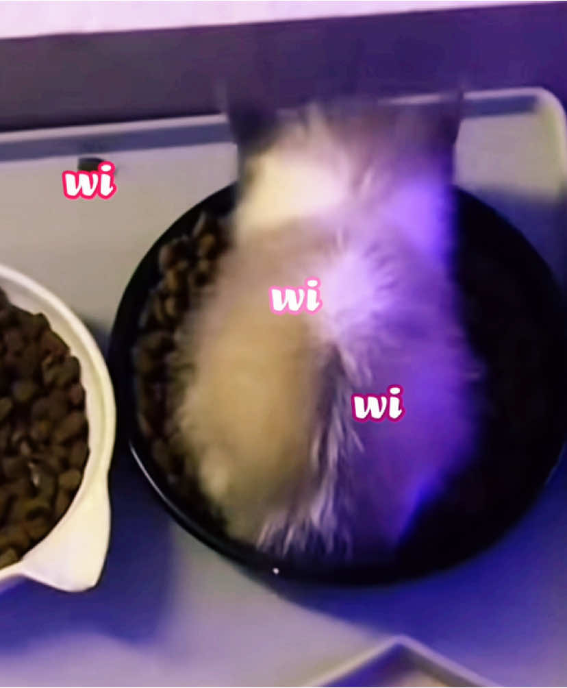 wi wi wi #wiwiwi #cat #wewewe #silly #trend #meme #fyp #hopecore #tiktok #fyp #viral #fyppp #hashtag #funny #fun #trendy #hope #core #hopecoretiktok 