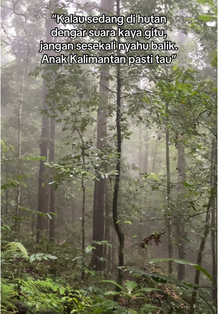 Kira-kira kenapa lah sanak? #fyp #hutankalimantan 