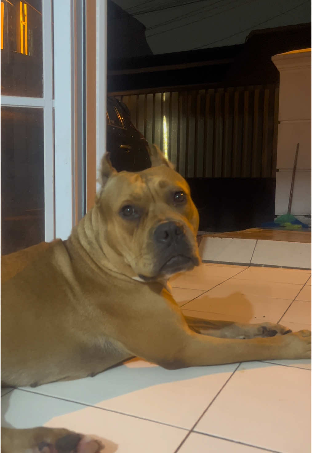 Drama menunggu dan menyambut papih tersayang pulang😂💆🏻‍♀️🤣☺️🙃🐶. Seperti biasa membawa mainan, geol geol….. 🐣🐣#dogsoftiktok #pitbull #americanbullyofficial #fyp #doglover #fyp #dogfunny #anabulgembul #americanpitbullterrier #