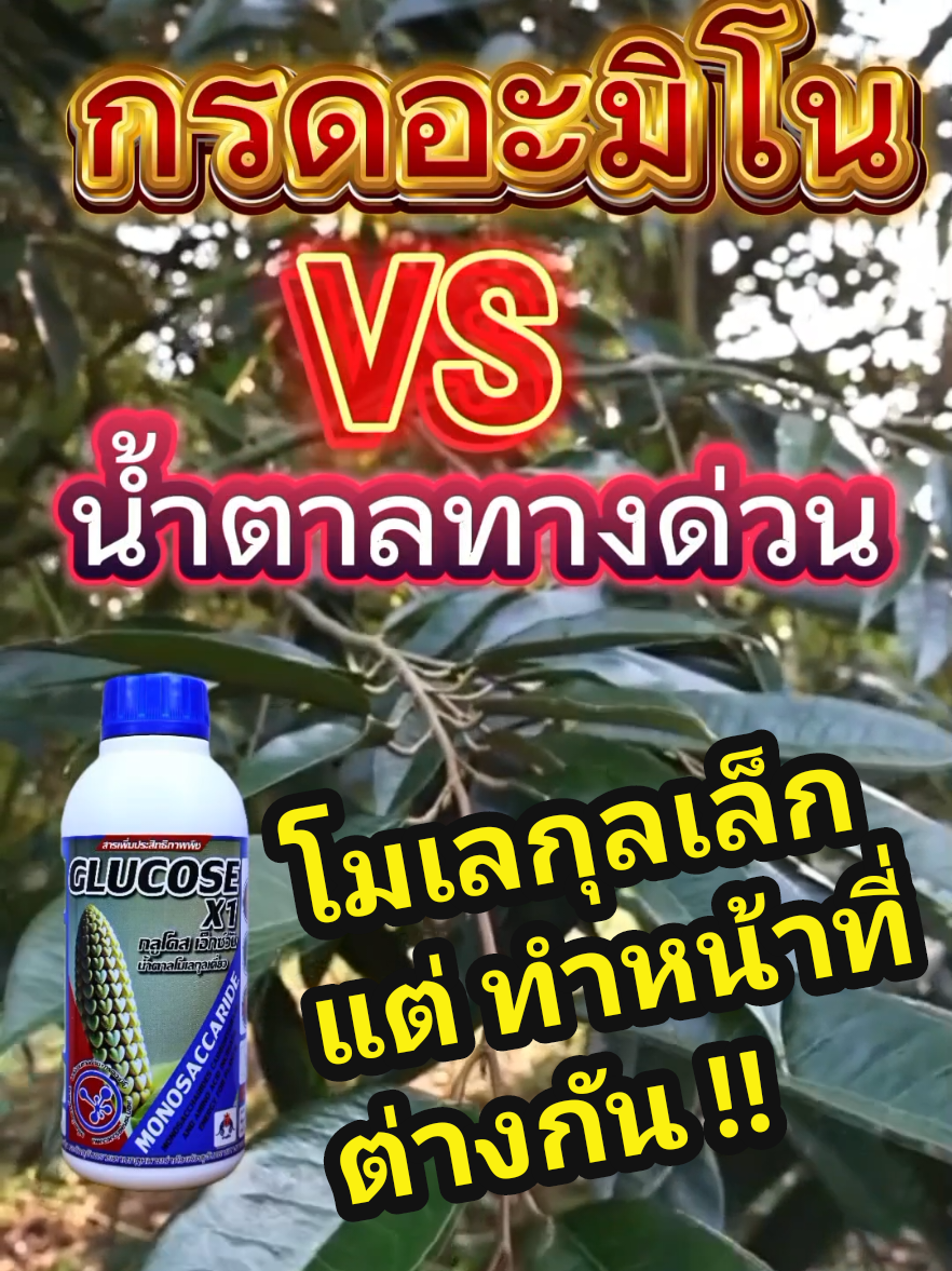 กรดอะมิโน กับ น้ำตาลทางด่วน คืออะไร มีความต่างกันอย่างไร หน้าที่ต่างกันแค่ใหน ? #กรดอะมิโน #น้ำตาลทางด่วน #น้ำตาลโมเลกุลเดี่ยว #กลูโคส #กลูโคส เอ็กซ์วัน #Amino Acid #Glucose #CapCut  @SoilCon Global Group .Co,Ltd 
