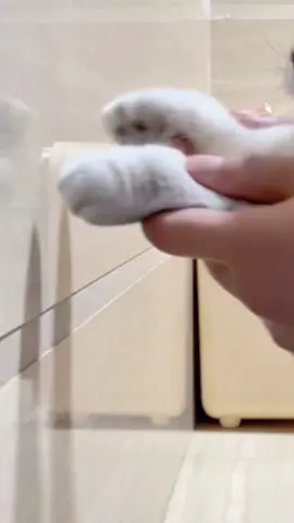 #catnip