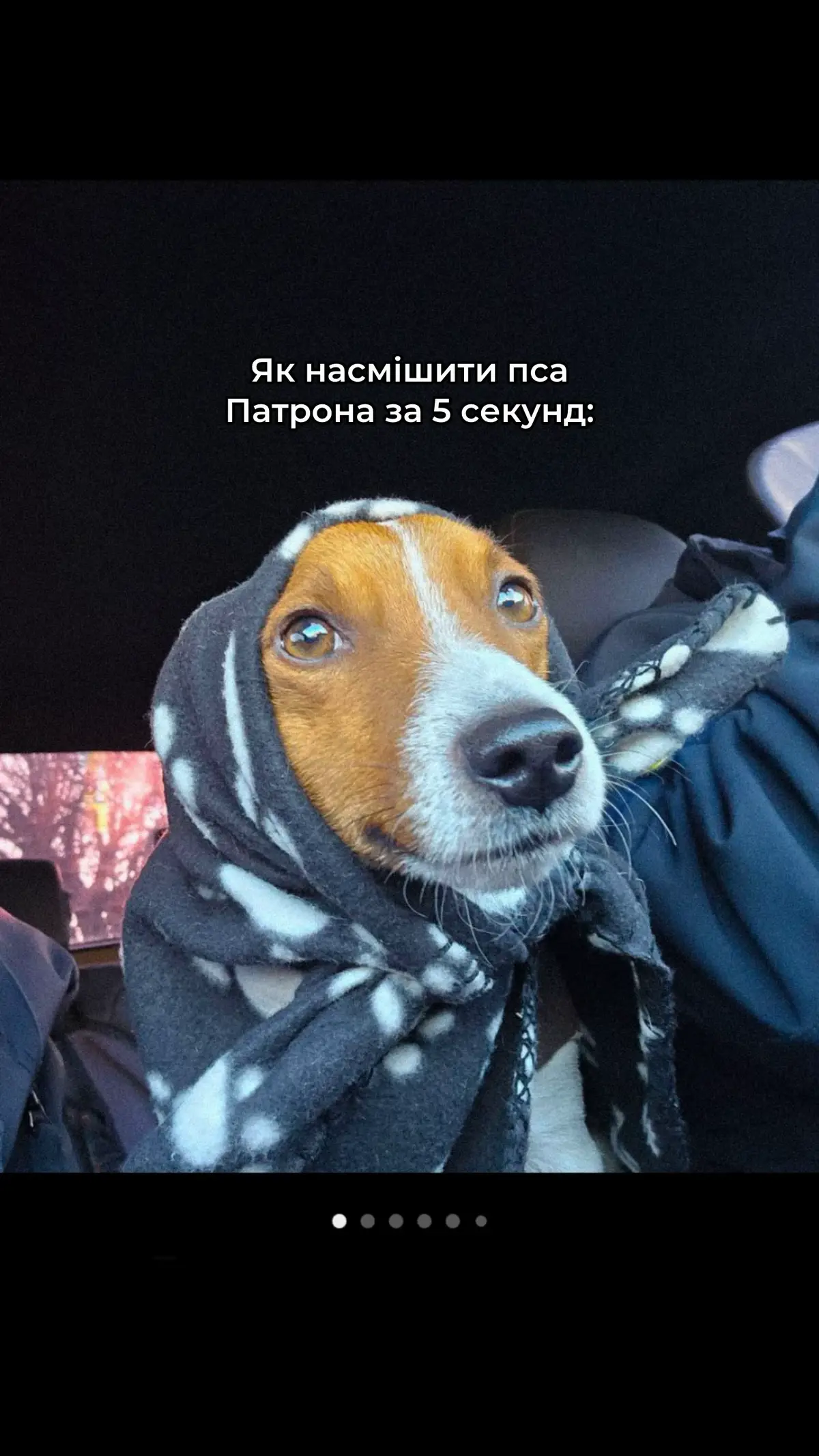 :)) #песпатрон 