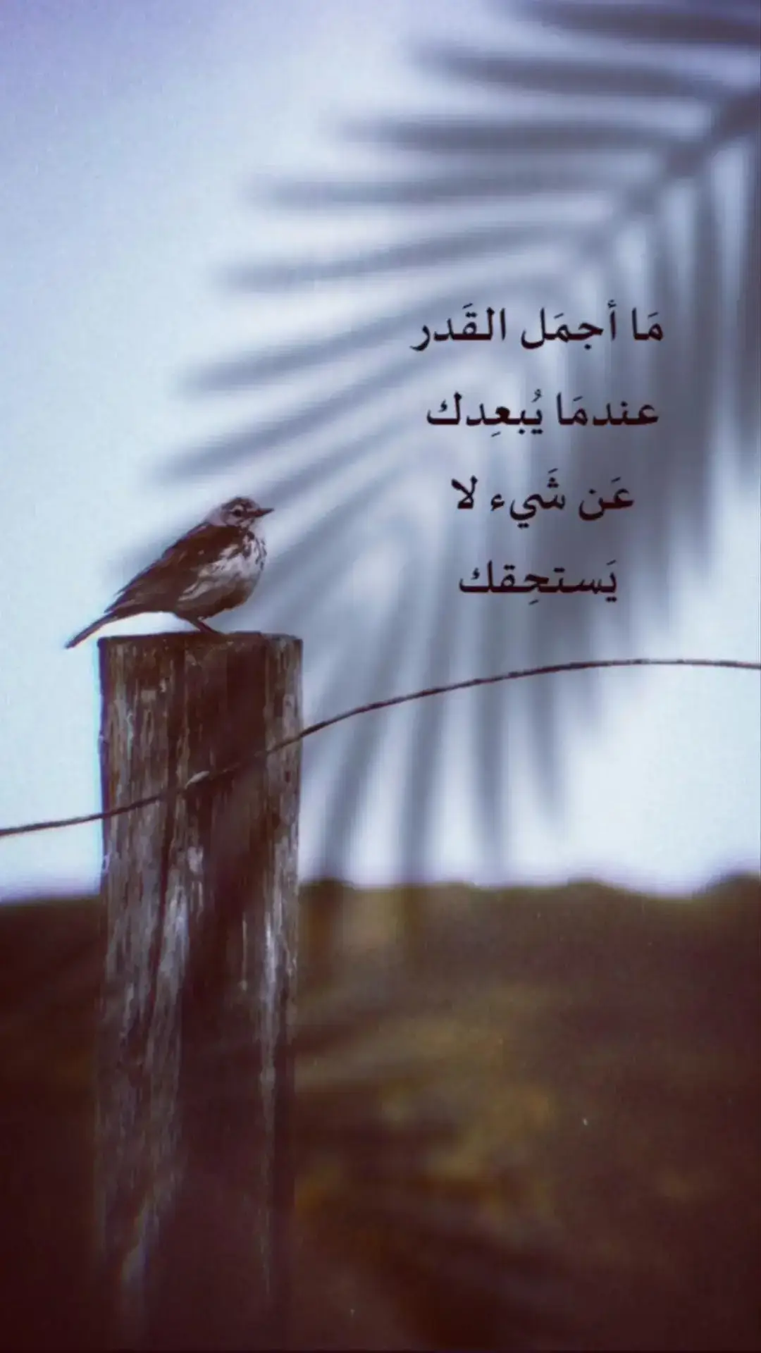 #اعاده_نشر🔁 #تصاميم_فيديوهات🎵🎤🎬 #صعدو_الفيديو #fypシ #تفاعلكم #عباراتكم_الفخمه🦋🖤🖇 #🤍 