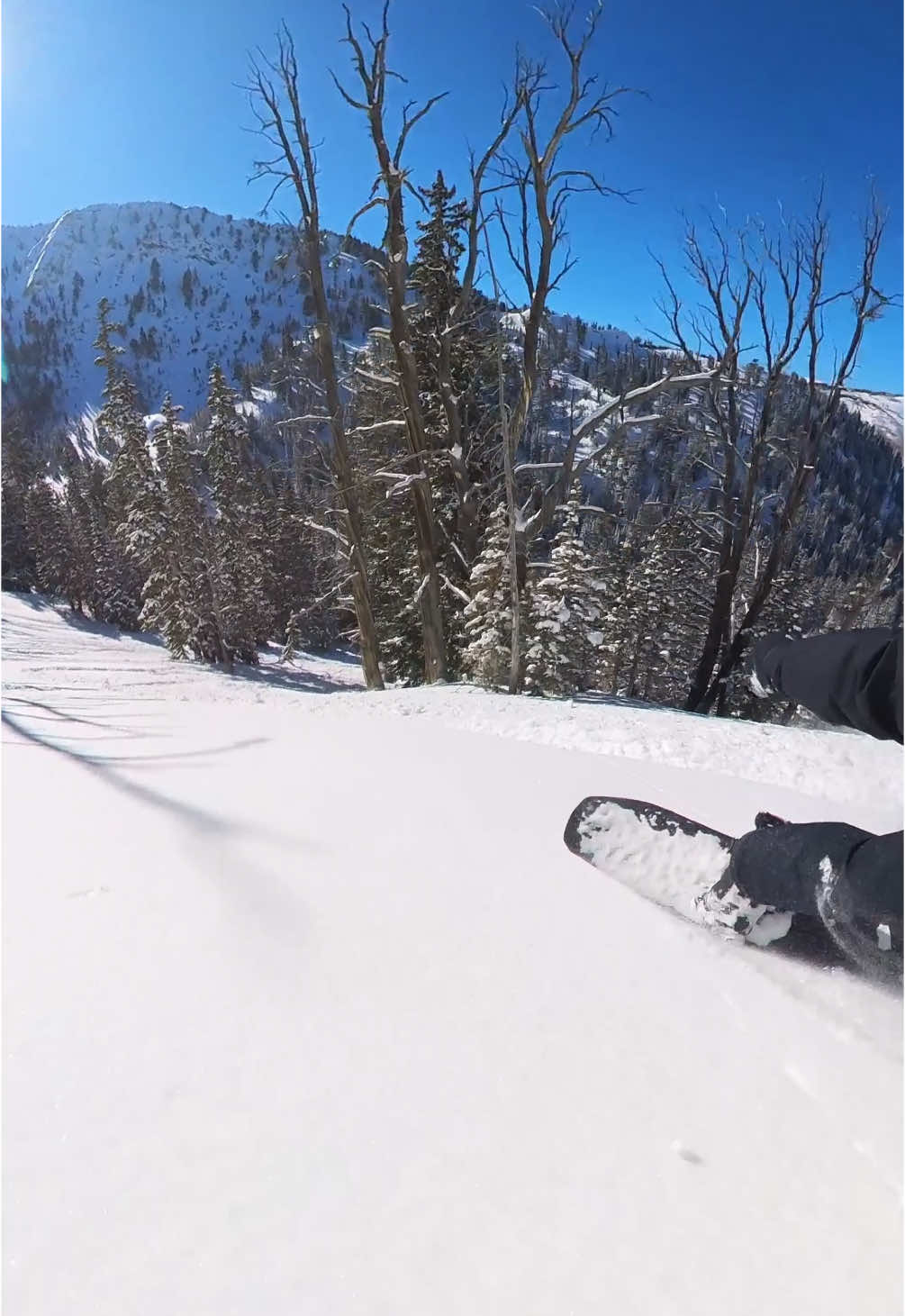 Bluebird hootin’ n hollerin’ in Honeycomb 🍯 #snowboarding #snowboard #insta360 #ski #snow #skiing #powderday #utah #dnb #treeskiing 