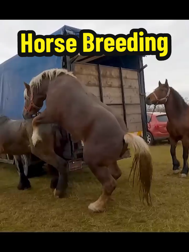 Horses Breeding Method for Producing Race Horse #horse #horses #breeding #racehorses 