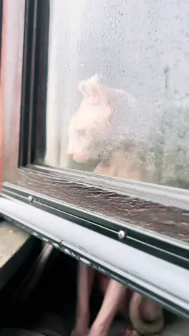 Rainy Purrsday ##purrsday #purrsdaythursday #sphynxcat #baldcats #sphynxkitten #sphynxkitten #sphynxoftiktok #baldcatsoftiktok #canadiansphynx #catsoftiktok #cats #sphynx #oddeyedcat #oddeyekitten #elfears #elfkitten #elfcat #sphynxkittens 