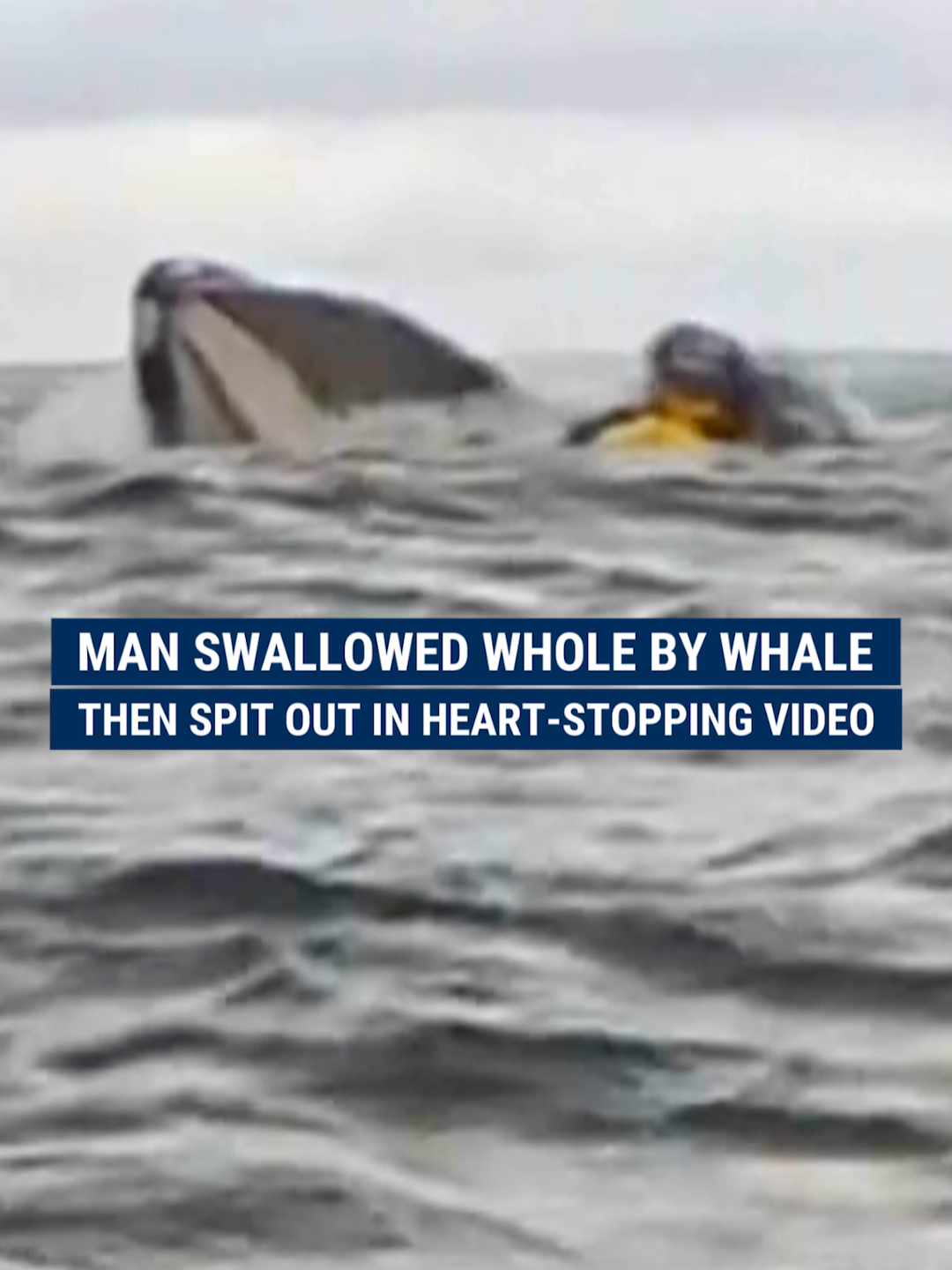 THAT BLOWS: This man had a whale-y bad day after his kayaking trip turned into a modern-day Jonah and the Whale.