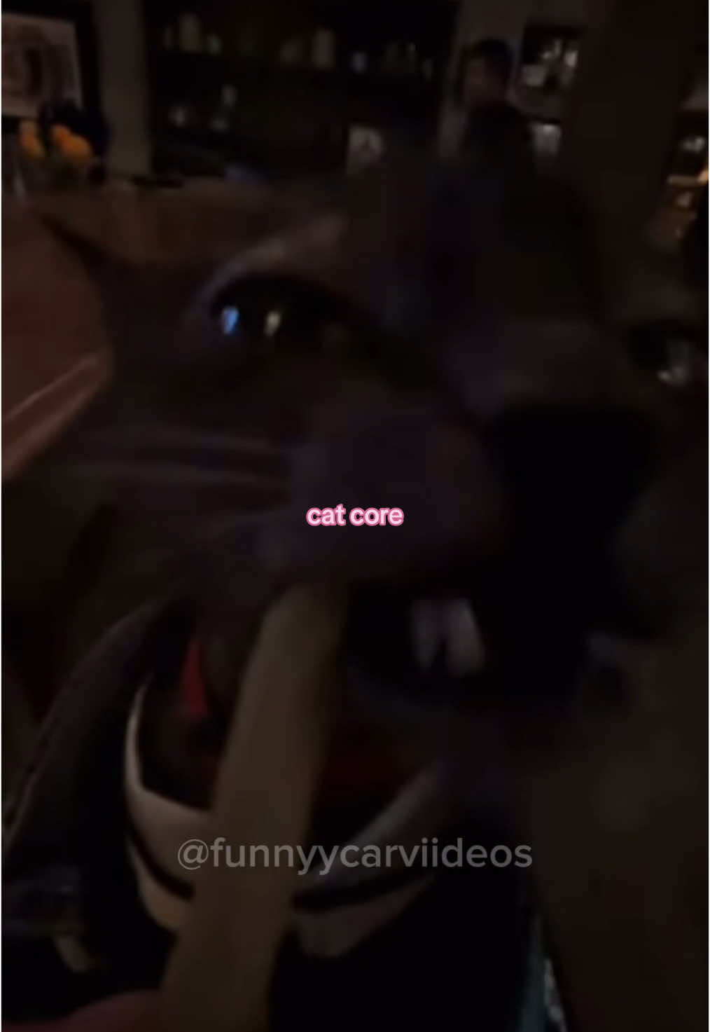 KITTY COREEEE /ᐠ - ˕ -マ Ⳋ #fyp #fypシ #catlover #cat #catsoftiktok #funnyvideo #funnytiktok #funnymoments #catcore #sillycats 