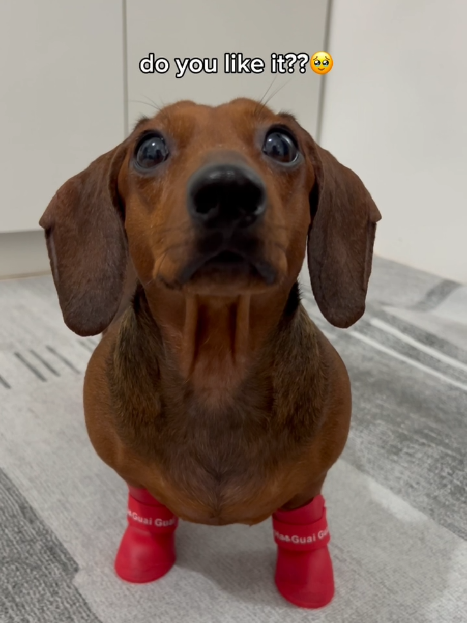 do you like my rain boots?🥺😭  #viralvideo #trend #dogsoftiktok #dog 