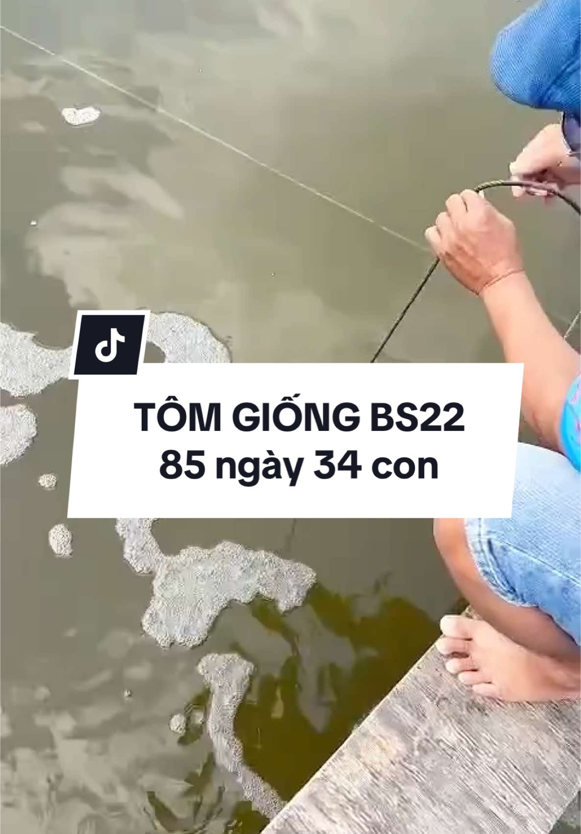 TÔM GIỐNG BS22 - 85 ngày về size 34 con. Trộm vía quá xá đã ao nuôi bà con tôm rút về size bao nhiêu rồi bà con chia sẻ dưới cmt nha #tomgiongbs22 #tomgiong #nuoitomcongnghecao #trending #biobluevietnam #nuoitomcongnghecao 