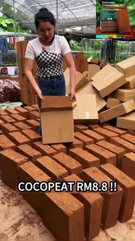 nice🥰🤣#cocopeat #gengkebun #homegardening #cocopeatblock #cocopeatforplants #gardening#goodthing #fyp 