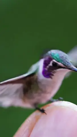 Unbelievable hummingbird brought to you by Sora the @OpenAI Video master….. beautiful ! #fyp #ai #aiart #birds  #cute #viralvideo #chatgpt 