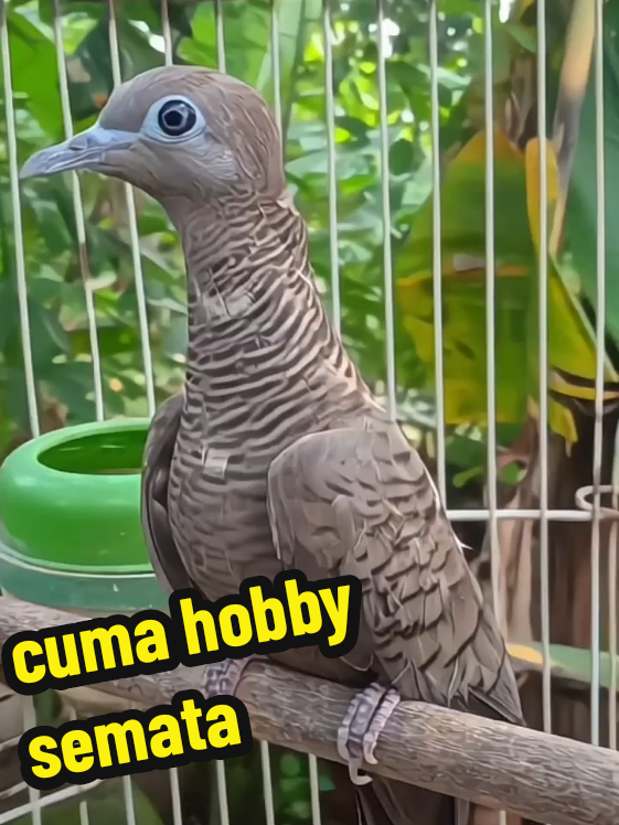 cuma hobby semata #fyp #perkutut #perkututjinak #perkututkaturanggan #perkututlokal #perkututbangkok #burung 