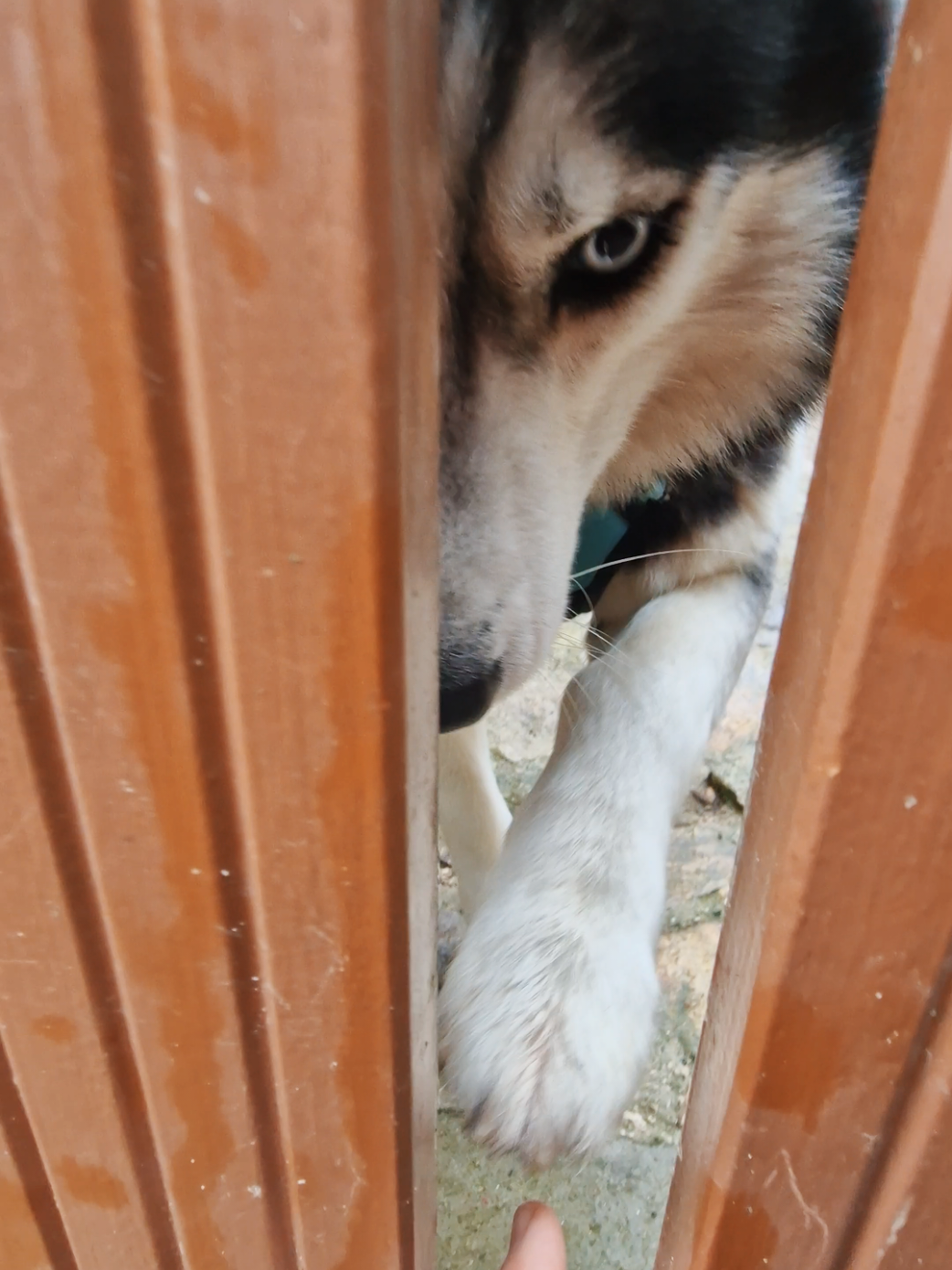 Lorsqu'un chien reste seul chez lui, il peut se mettre à aboyer, couiner, etc. Ces comportements gênants peuvent avoir diverses causes. ‍ Une des causes les plus connues est l'anxiété de séparation. Votre toutou ressent un attachement très fort, trop fort, envers un ou des membres de sa famille. On parle d'hyperattachement. Votre absence et sa solitude sont un moment de grande détresse pour lui, ce qu'il manifeste souvent vocalement. #chien #anxiete #separationanxiety #husky 