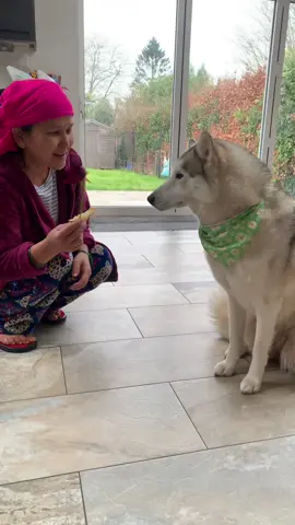 Happy Valentines day everyone 🌹🐕 #husky #nepali #valentine 