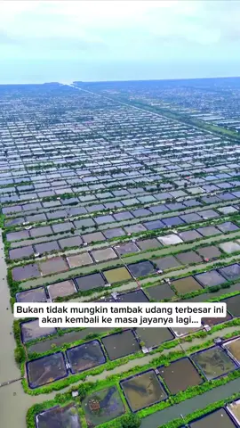 tambak udang dipasena. salah satu tambak udang terbesar yg pernah mengharumkan nama Lampung di mancanegara  #tiktok #fyp #rawajitu #kabupaten #tulangbawang #tambak #shrimp 