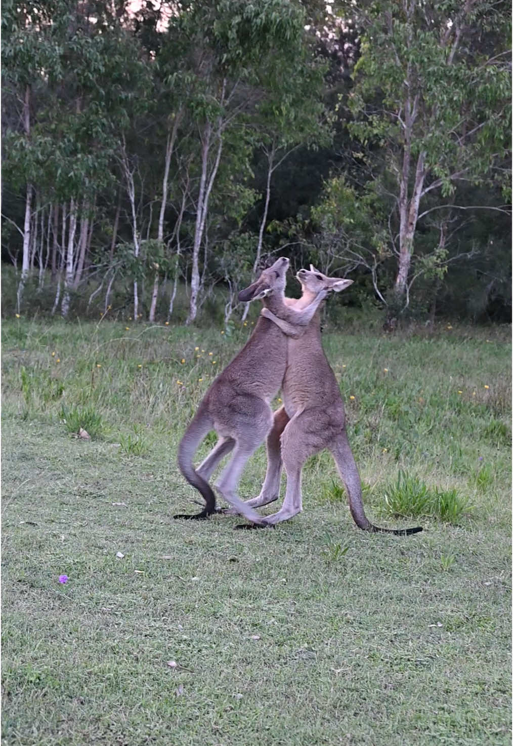 Teen kangaroos play fighting #kangaroo #cuteanimals #meanwhileinaustralia #australia #wildlife #teen 