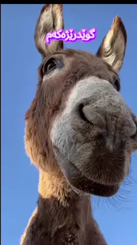 کەرەجوانەکەم