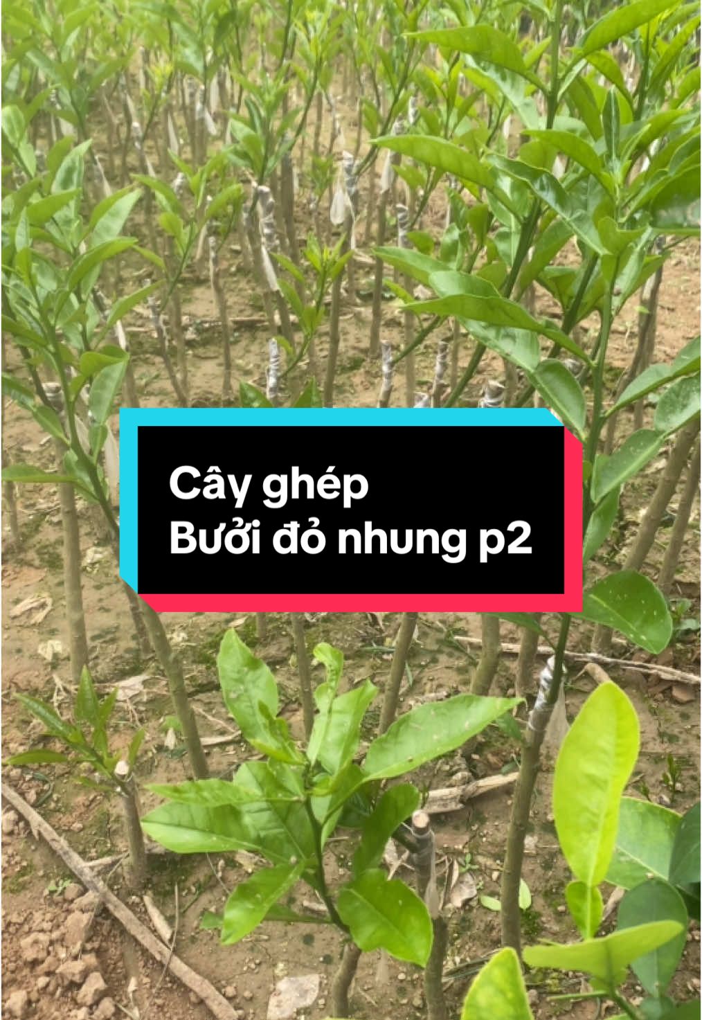 Cây giống bưởi đỏ Nhung #giốngbuoido #bưởiđỏ #bưởiđỏnhung 